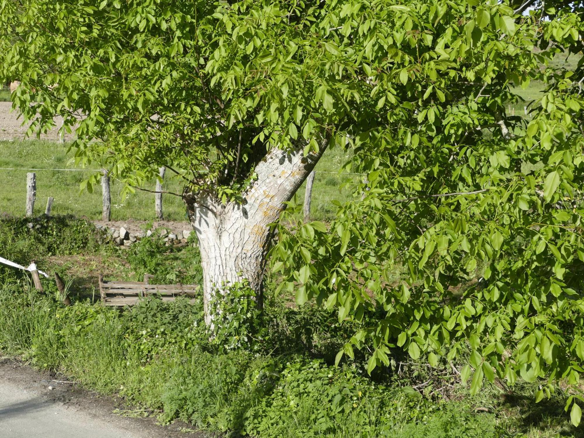 Pensión O Corazón da Ribeira Sacra La Teijeira Exterior foto